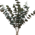 Eukalyptus Grön 83cm