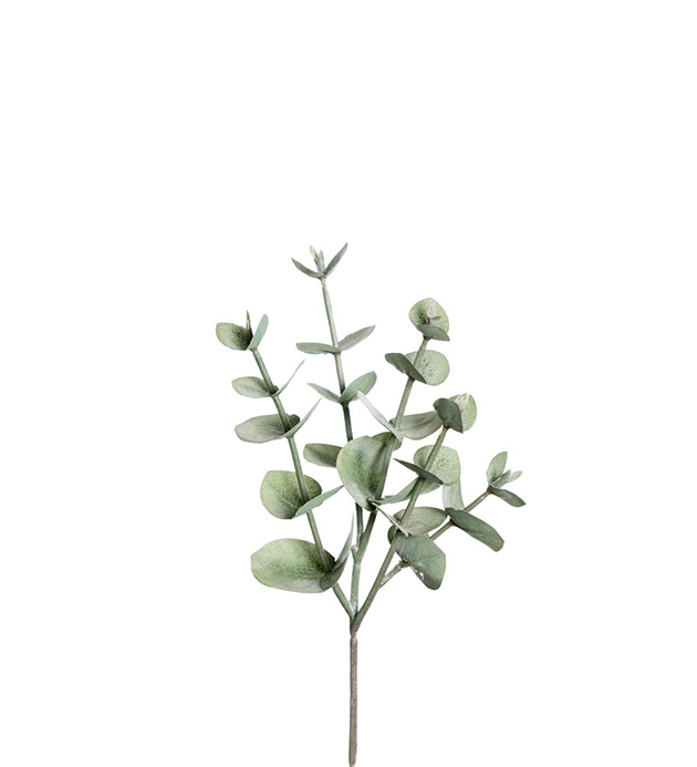 Eukalyptus 24cm Grön