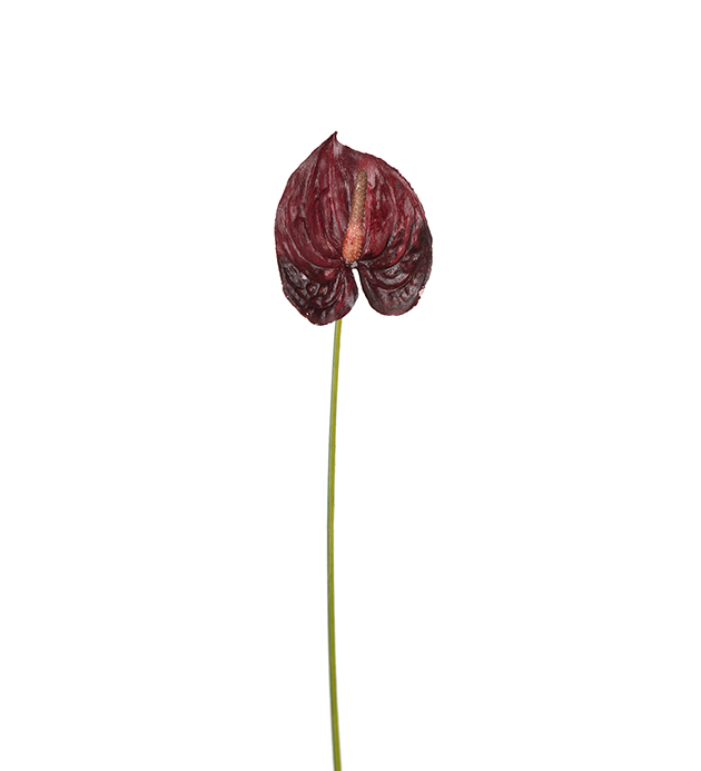 Anthurium kvist 40cm 14 kronor.