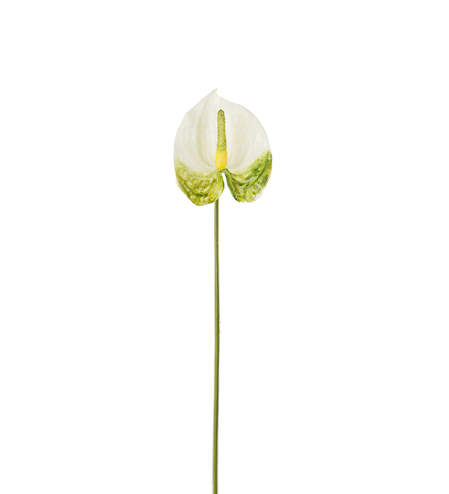Anthurium kvist 40cm 14 kronor.