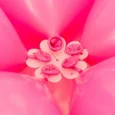 Ballongskiva  till 6 ballonger Blomma 2-pack